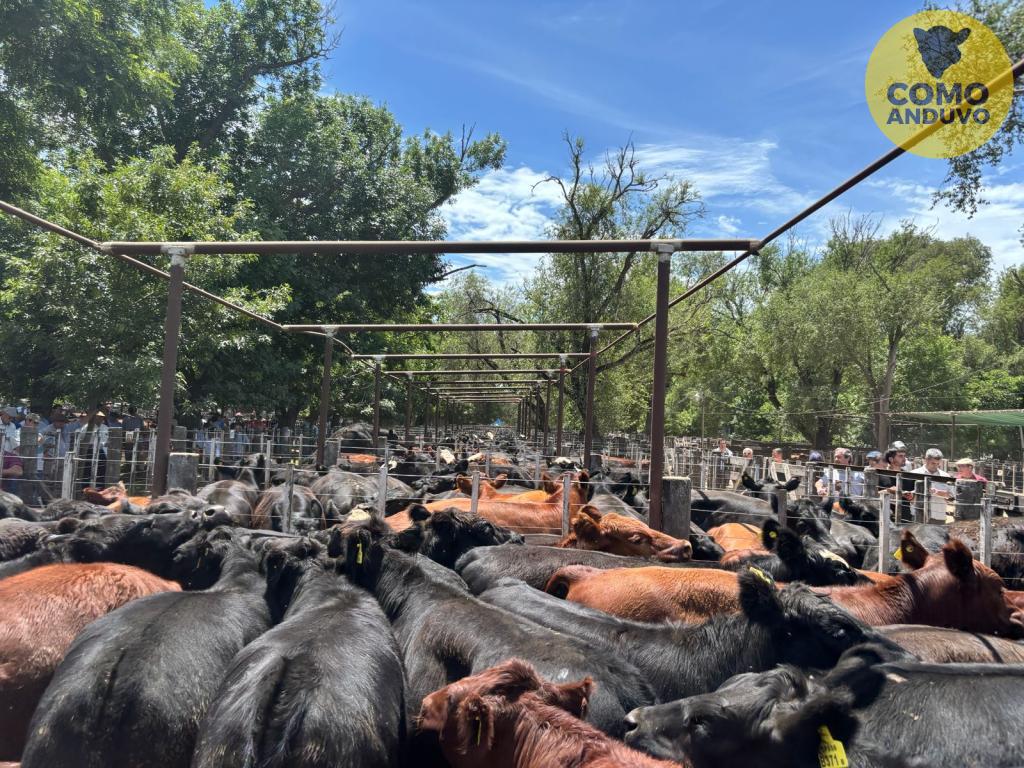 Hourcade, Albelo y Cía